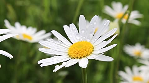 Chamomile flower