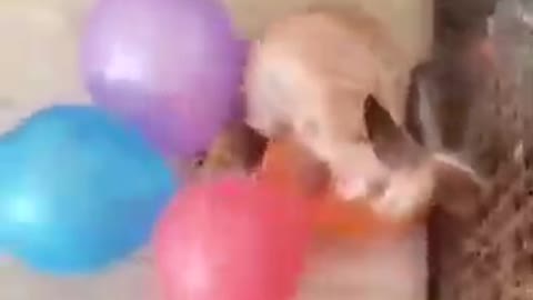Naughty rabbit banging on balloon