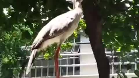 Do you know or have you heard of this bird?