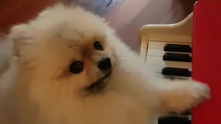 Dogy Playing On the Piano