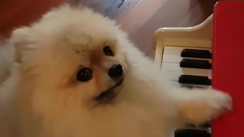 Dogy Playing On the Piano