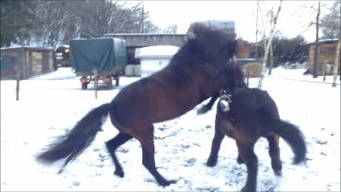 Fun loving horses play in the snow