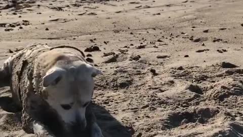 Dogy On the Sandy Beach