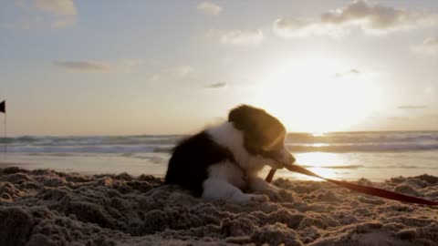 Dogs love the sea