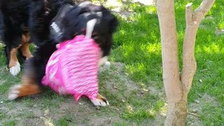 Bernese Mountain Dog loves playing with things that are not his toys
