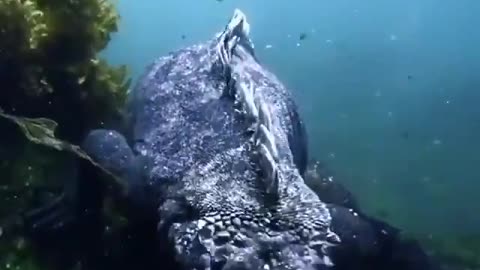 Unknown animal at the bottom of the ocean.