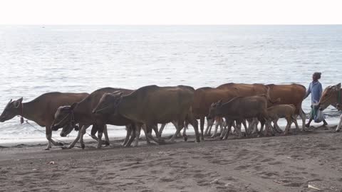 Woman Got Herd Of Banteng Cows Walking by the Sea