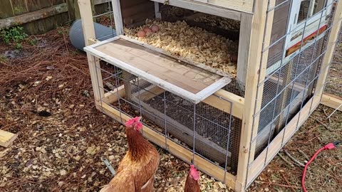 Upgrading the Chicken Coop Security