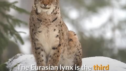 Kinds of Red Lynx (lynx rufus)