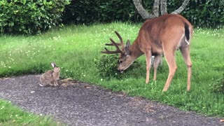 Deer and Rabbit Frolic Together in the Garden