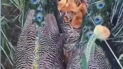 A pair of parent peacocks
