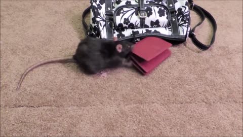 Smart mouses learning tasks!