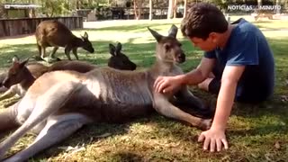 Cangurus: a saltitante vida dos animais mais queridos da Austrália