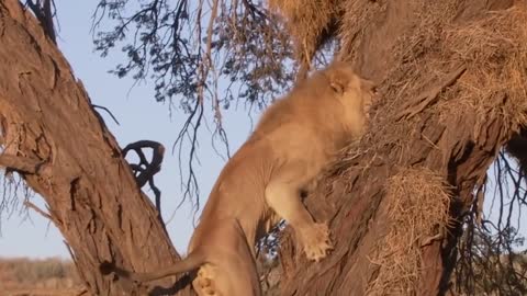 Incredible Battle for Survival - Wild Animals Fighting ! Lion vs Leopard