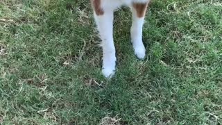 Sierra Loves the ball