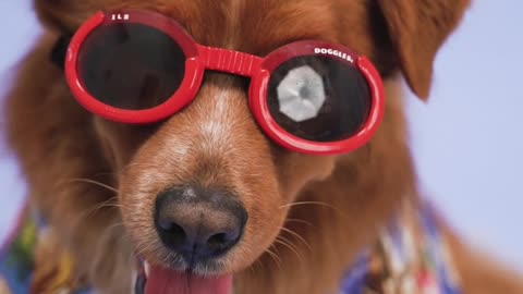 A Dog with Red sunglass