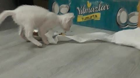 kitten does his chores