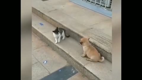 Funny moments cute cat and dog