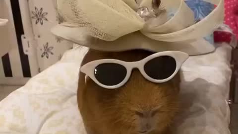 Funny animal video doing fashion