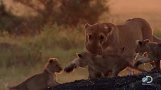 Adorable Lion Cub