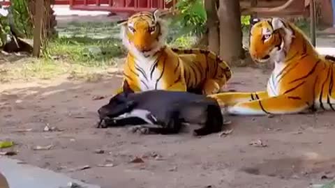 😂 Fake Tiger prank on Dogs part 1 hilarious Try not to laugh😂