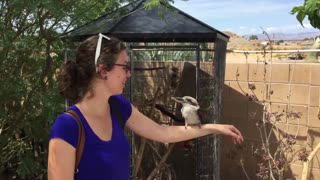 Kookaburra Laughing