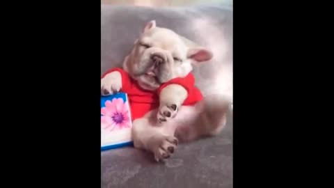 Cute baby animals Videos Compilation cutest moment of the animals - Soo Cute! #3