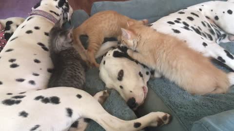 Sweet Foster Kitten Showers Dalmatian Dog With Kisses