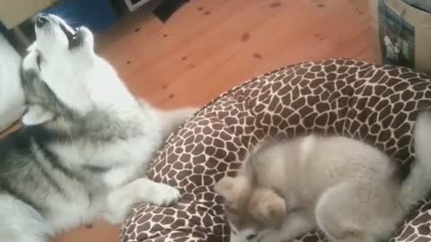 Alaskan Malamute giving singing lessons to puppy