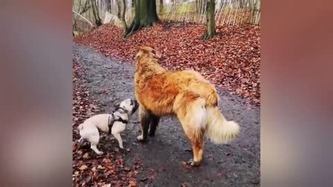 Adorable Puppy Loves Its Duck Buddy"