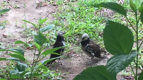 Adorable birds talk to each with their lovely voice