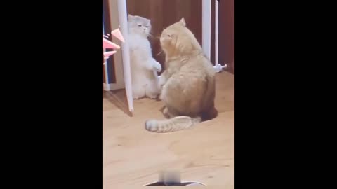 Try not to laugh with these Kittens