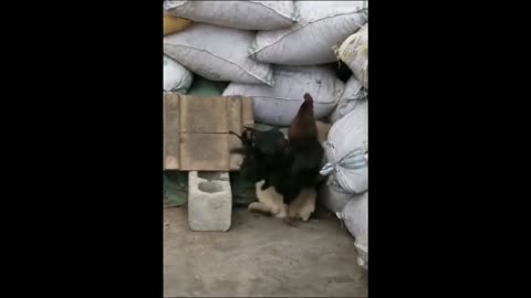 OMG Chicken VS Dog Fight - Funny Dog Fight Video 2021