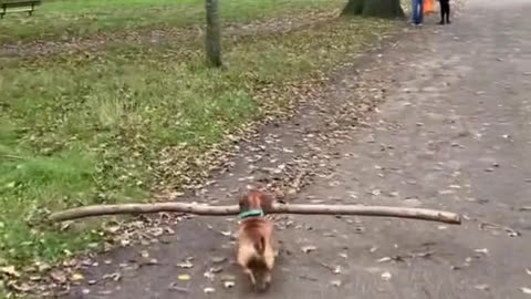 Dog working as a labourer.