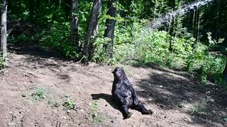 Bear Takes a Shower Happily