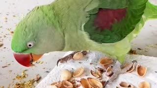 Mischievous Parrot