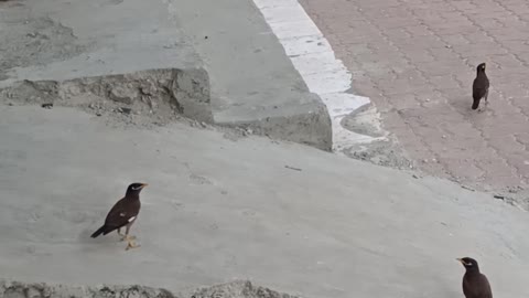 these bird come to my shop to meet me.