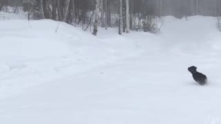 Puppy snow and frisbee