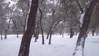 Snowy Oak Ranch