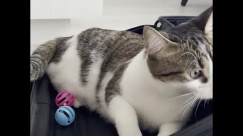 Cat incredibly packs her toys in owner's suitcase