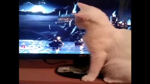 Silly gaming cat No2