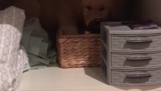 Yellow puppy hides in shelf behind blankets