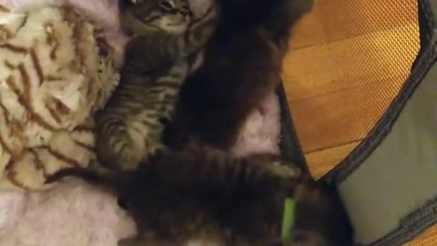 Small Kittens trying to Help each other to Get out of the Cage