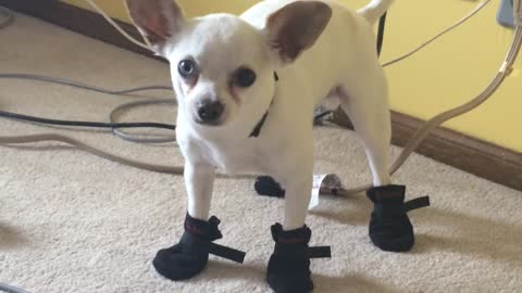Mason the Chihuahua Can't Figure Out How to Walk in His New Shoes