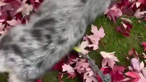 Enjoying fall! Funny Dog