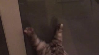 Cat climbing down door screen