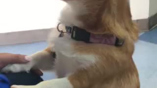 Adorable Corgi puppy stung by bee