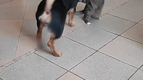 Puppy and kitten are very cute playing with each other.