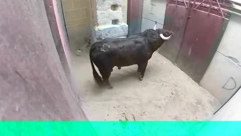 Very Dangerous Bulls Fight