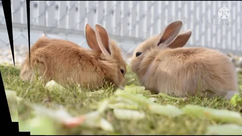 Cute bunny | cutest animal | cute pets |